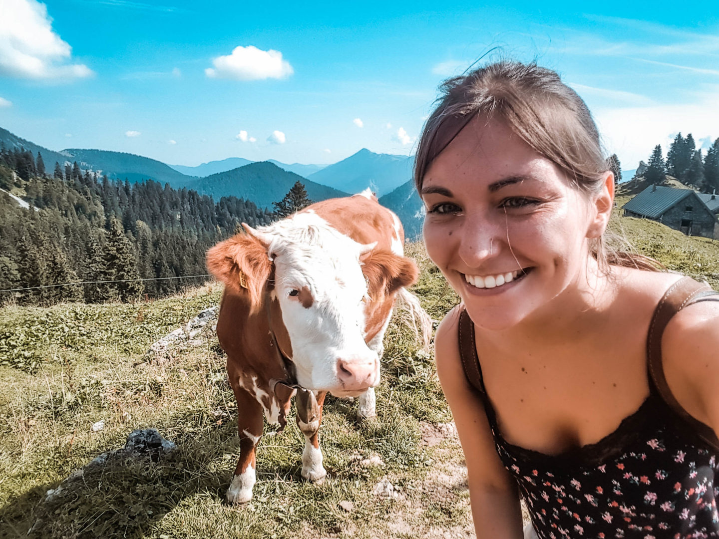 Cow selfie at Tegernseer Hütte