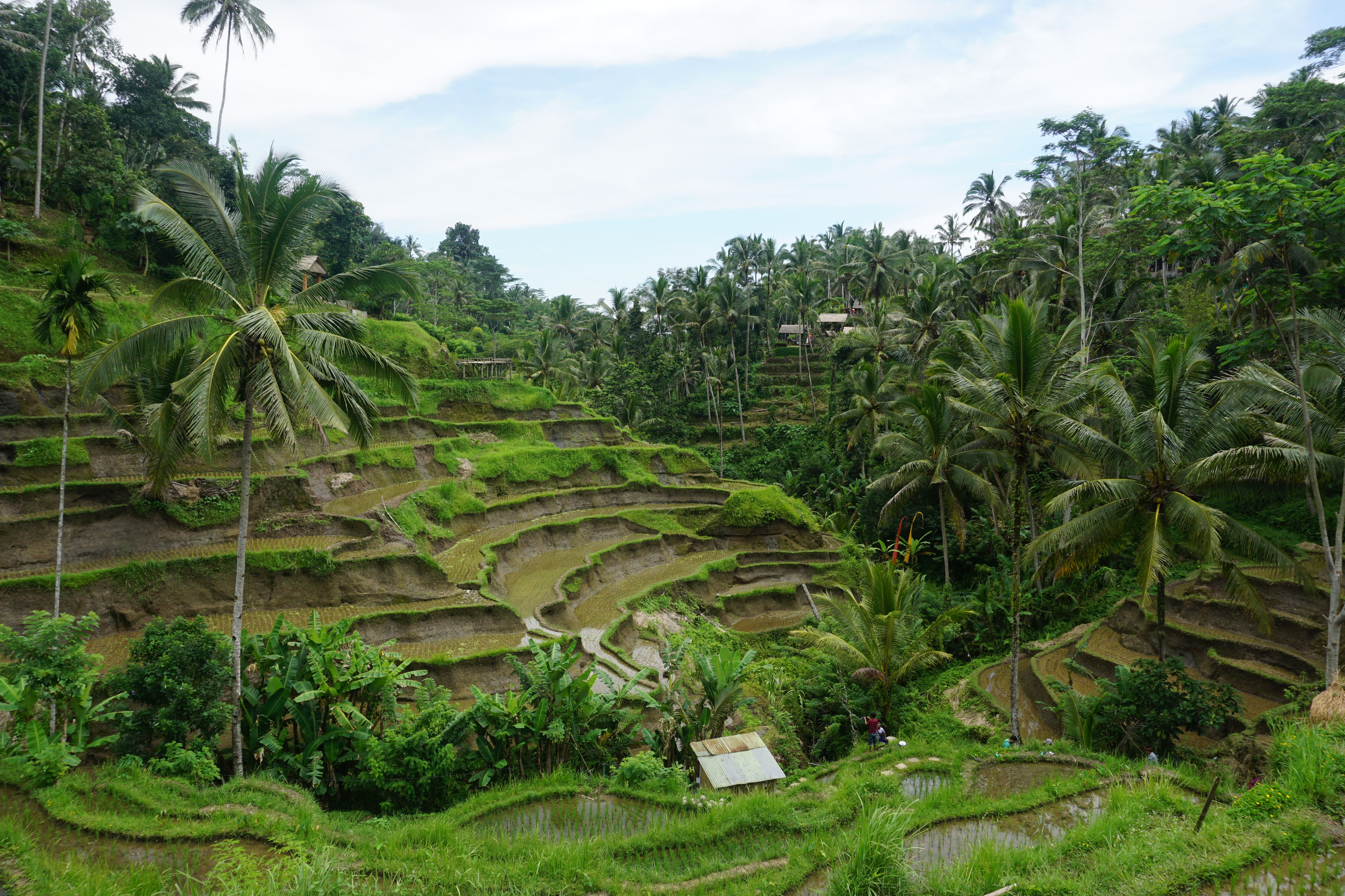 The Best Things to Do/See in and Around Ubud!